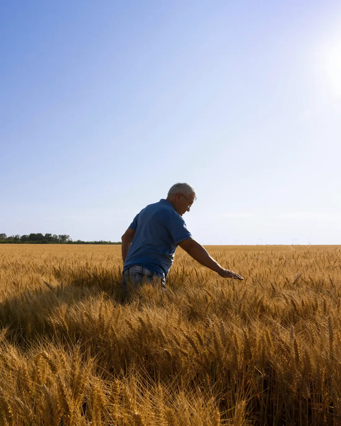 A farmer walking through a wheat field, touching the grain