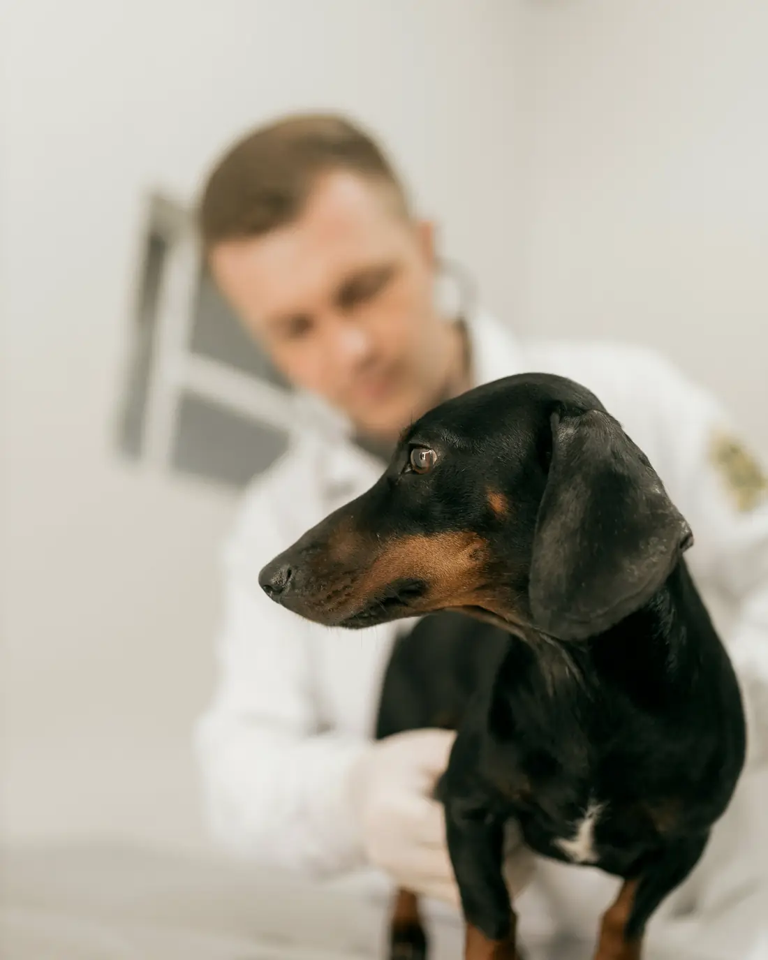 A vet examining a dachshund